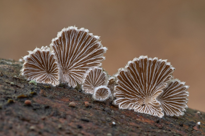 Nature picture: 5. Schizophyllum commune / Waaiertje / Splitgill