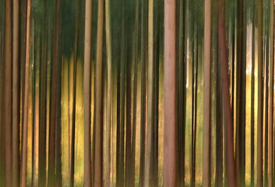 Foto gemaakt via ICM mothode, soms pakt dat aardig uit.Ik probeer het af en toe.