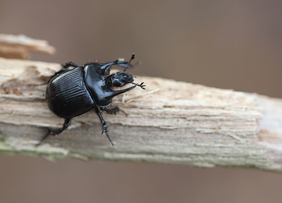 5. Typhaeus typhoeus / Driehoornmestkever / Minotaur Beetle