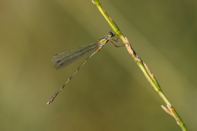 <i class='fa fa-user'></i> Willem Verhagen |  Oostelijke Houtpantserjuffer  <i class='fa fa-eye'> 18</i>   <i class='fa fa-comment-o'> 0</i>