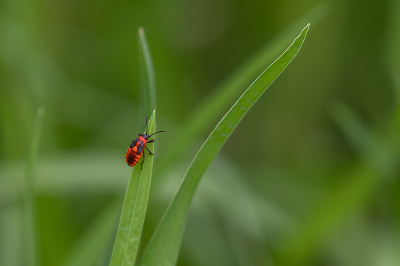 2. Tropidothorax leucopterus / Engbloemridderwants / Tropidothorax leucopterus