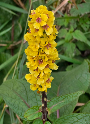 4. Verbascum nigrum / Zwarte Toorts / Dark Mullein