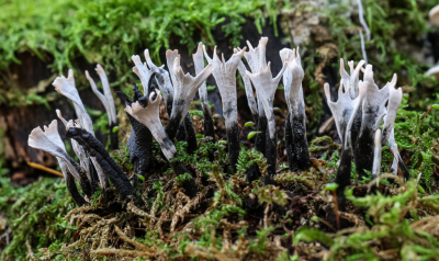 <i class='fa fa-user'></i> David |  Geweizwam  <i class='fa fa-eye'> 19</i>   <i class='fa fa-comment-o'> 0</i>