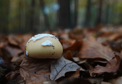 <i class='fa fa-user'></i> nelappelmelk |  Narcisamaniet  <i class='fa fa-eye'> 13</i>   <i class='fa fa-comment-o'> 1</i>