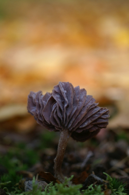 <i class='fa fa-user'></i> Jasper |  Amethistzwam  <i class='fa fa-eye'> 16</i>   <i class='fa fa-comment-o'> 0</i>