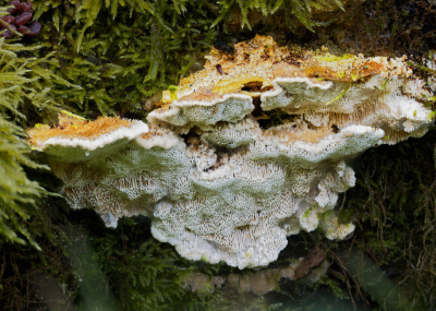 <i class='fa fa-user'></i> janvangastel |  Bleke Borstelkurkzwam  <i class='fa fa-eye'> 37</i>   <i class='fa fa-comment-o'> 2</i>