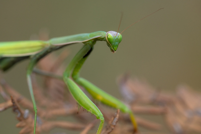 <i class='fa fa-user'></i> Willem Verhagen |  Europese Bidsprinkhaan  <i class='fa fa-eye'> 39</i>  <i class='fa fa-thumbs-up'> 1</i>   <i class='fa fa-comment-o'> 1</i>