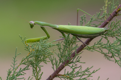 <i class='fa fa-user'></i> Willem Verhagen |  Europese Bidsprinkhaan  <i class='fa fa-eye'> 59</i>  <i class='fa fa-thumbs-up'> 8</i>   <i class='fa fa-comment-o'> 4</i>