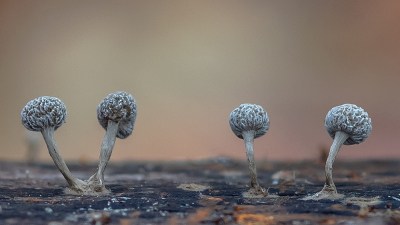 <i class='fa fa-user'></i> Johan van Gurp |  Beukenkorrelkopje  <i class='fa fa-eye'> 49</i>  <i class='fa fa-thumbs-up'> 6</i>   <i class='fa fa-comment-o'> 3</i>