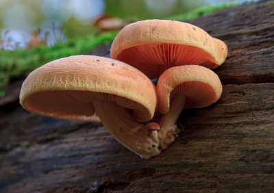 <i class='fa fa-user'></i> Henk Bouter |  Zalmzwam  <i class='fa fa-eye'> 35</i>  <i class='fa fa-thumbs-up'> 2</i>   <i class='fa fa-comment-o'> 3</i>