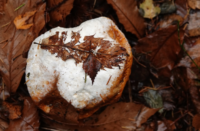 <i class='fa fa-user'></i> nelappelmelk |  Herfst  <i class='fa fa-eye'> 31</i>   <i class='fa fa-comment-o'> 1</i>