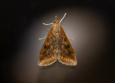 <i class='fa fa-user'></i> Pieter  LJ |  Oranje Kruidenmot  <i class='fa fa-eye'> 29</i>  <i class='fa fa-thumbs-up'> 2</i>   <i class='fa fa-comment-o'> 1</i>