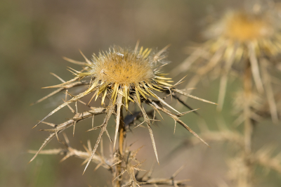 <i class='fa fa-user'></i> Willem Verhagen | Geclusterde Driedistel  <i class='fa fa-eye'> 29</i>   <i class='fa fa-comment-o'> 1</i>