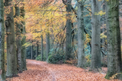 <i class='fa fa-user'></i>&nbsp;boerke&nbsp;|  Haagse Bos&nbsp; <i class='fa fa-eye'>&nbsp;50</i> &nbsp;<i class='fa fa-thumbs-up'>&nbsp;1</i> &nbsp; <i class='fa fa-comment-o'>&nbsp;1</i>