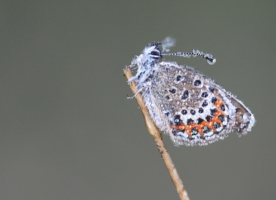 <i class='fa fa-user'></i> Paul Vandebroek |  Heideblauwtje  <i class='fa fa-eye'> 30</i>  <i class='fa fa-thumbs-up'> 2</i>   <i class='fa fa-comment-o'> 2</i>