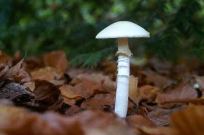 <i class='fa fa-user'></i> Jasper |  Kleverige Knolamaniet  <i class='fa fa-eye'> 39</i>   <i class='fa fa-comment-o'> 2</i>