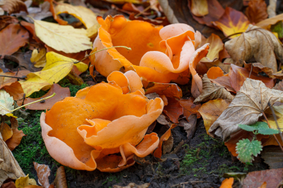 <i class='fa fa-user'></i> Henk Bouter |  Grote Oranje Bekerzwam  <i class='fa fa-eye'> 45</i>  <i class='fa fa-thumbs-up'> 3</i>   <i class='fa fa-comment-o'> 4</i>