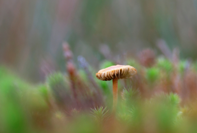 <i class='fa fa-user'></i> mauritskoenen48 |  Gewone Beurszwam  <i class='fa fa-eye'> 46</i>   <i class='fa fa-comment-o'> 3</i>