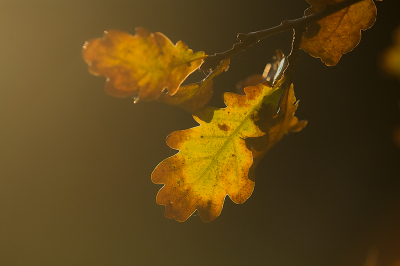 <i class='fa fa-user'></i> Willem Verhagen | Zomereik  <i class='fa fa-eye'> 33</i>   <i class='fa fa-comment-o'> 4</i>