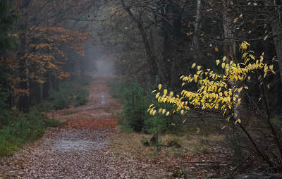 <i class='fa fa-user'></i> nelappelmelk |  Herfst en regen  <i class='fa fa-eye'> 47</i>  <i class='fa fa-thumbs-up'> 1</i>   <i class='fa fa-comment-o'> 6</i>
