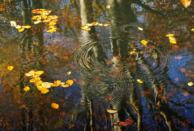 <i class='fa fa-user'></i> hesterb |  Herfstreflecties  <i class='fa fa-eye'> 43</i>  <i class='fa fa-thumbs-up'> 2</i>   <i class='fa fa-comment-o'> 5</i>