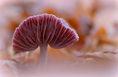 <i class='fa fa-user'></i> Nel R |  Amethistzwam  <i class='fa fa-eye'> 47</i>  <i class='fa fa-thumbs-up'> 9</i>   <i class='fa fa-comment-o'> 11</i>