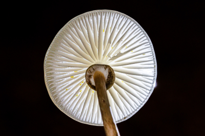 <i class='fa fa-user'></i> Henk Bouter |  Poseleinzwam  <i class='fa fa-eye'> 42</i>   <i class='fa fa-comment-o'> 5</i>