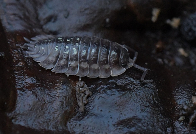 <i class='fa fa-user'></i> ricootten |  Kelderpissebed  <i class='fa fa-eye'> 52</i>  <i class='fa fa-thumbs-up'> 2</i>   <i class='fa fa-comment-o'> 6</i>