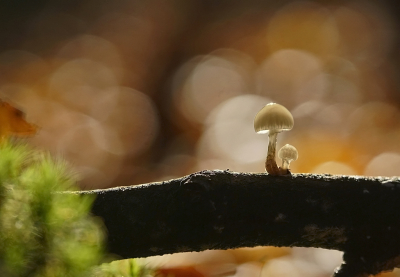 <i class='fa fa-user'></i> Nel R |  Porseleinzwam  <i class='fa fa-eye'> 50</i>  <i class='fa fa-thumbs-up'> 7</i>   <i class='fa fa-comment-o'> 7</i>