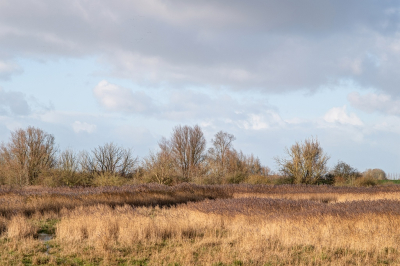 <i class='fa fa-user'></i> Tim Oord |  Herfst landschap met riet  <i class='fa fa-eye'> 30</i>   <i class='fa fa-comment-o'> 1</i>