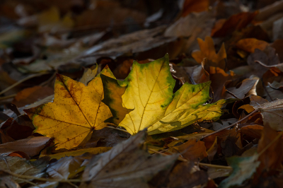 <i class='fa fa-user'></i> Eef Kieft |  Herfst  <i class='fa fa-eye'> 31</i>  <i class='fa fa-thumbs-up'> 3</i>   <i class='fa fa-comment-o'> 6</i>