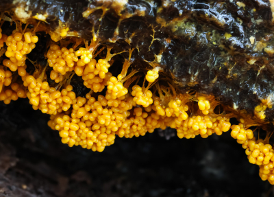 <i class='fa fa-user'></i> David |  Troskalknetje  <i class='fa fa-eye'> 33</i>  <i class='fa fa-thumbs-up'> 1</i>   <i class='fa fa-comment-o'> 2</i>