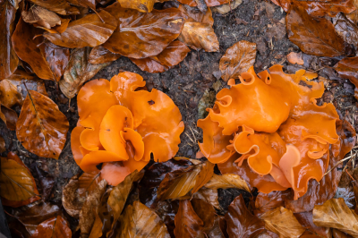 <i class='fa fa-user'></i> David |  Grote Oranje Bekerzwam  <i class='fa fa-eye'> 29</i>  <i class='fa fa-thumbs-up'> 3</i>   <i class='fa fa-comment-o'> 2</i>