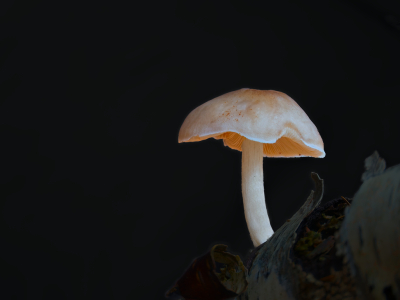 <i class='fa fa-user'></i> janvangastel |  Roestvlekkenzwam  <i class='fa fa-eye'> 29</i>   <i class='fa fa-comment-o'> 3</i>