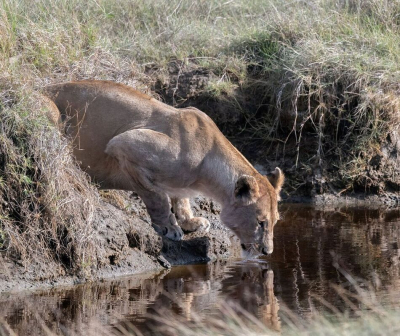 <i class='fa fa-user'></i> JeroenAsilia |  Leeuw  <i class='fa fa-eye'> 42</i>   <i class='fa fa-comment-o'> 1</i>