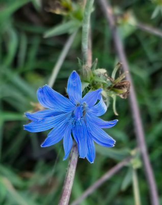 <i class='fa fa-user'></i> guidomwm |  Wilde Cichorei  <i class='fa fa-eye'> 25</i>   <i class='fa fa-comment-o'> 2</i>