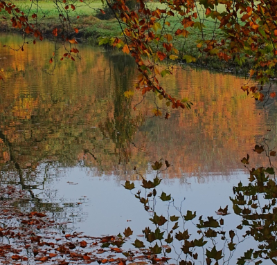 <i class='fa fa-user'></i> hesterb |  Kleurige beuken en esdoornblaadjes  <i class='fa fa-eye'> 48</i>   <i class='fa fa-comment-o'> 2</i>