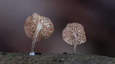 <i class='fa fa-user'></i> Johan van Gurp |  Takruitertje  <i class='fa fa-eye'> 48</i>  <i class='fa fa-thumbs-up'> 6</i>   <i class='fa fa-comment-o'> 4</i>