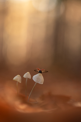 <i class='fa fa-user'></i> daan de vos |  Lieveheersbeestje  <i class='fa fa-eye'> 88</i>  <i class='fa fa-thumbs-up'> 10</i>   <i class='fa fa-comment-o'> 5</i>