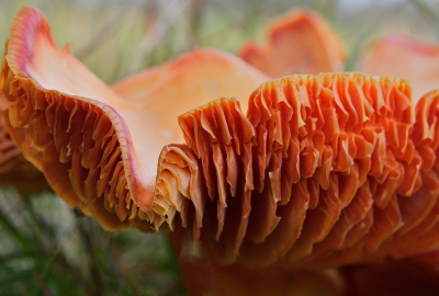 <i class='fa fa-user'></i> mauritskoenen48 |  Zwartwordende Wasplaat  <i class='fa fa-eye'> 35</i>   <i class='fa fa-comment-o'> 1</i>