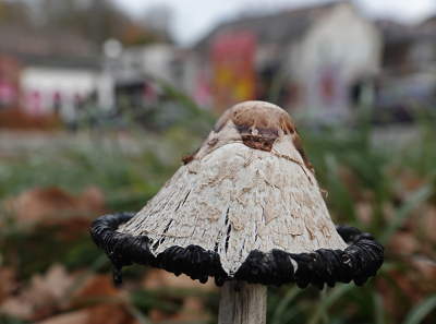 <i class='fa fa-user'></i> nelappelmelk |  Geschubde Inktzwam  <i class='fa fa-eye'> 34</i>   <i class='fa fa-comment-o'> 1</i>