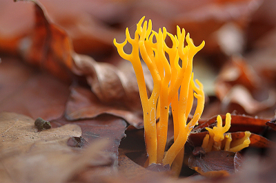 <i class='fa fa-user'></i> Paul Vandebroek |  Kleverig Koraalzwammetje  <i class='fa fa-eye'> 35</i>  <i class='fa fa-thumbs-up'> 5</i>   <i class='fa fa-comment-o'> 3</i>