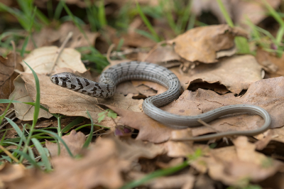 <i class='fa fa-user'></i> Willem Verhagen |  Scheltopusik  <i class='fa fa-eye'> 50</i>  <i class='fa fa-thumbs-up'> 1</i>   <i class='fa fa-comment-o'> 3</i>