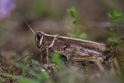 <i class='fa fa-user'></i> Willem Verhagen |  Costa's Rozevleugel  <i class='fa fa-eye'> 31</i>   <i class='fa fa-comment-o'> 2</i>