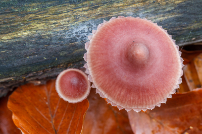 <i class='fa fa-user'></i> Henk Bouter |  Grote bloedsteelmycena  <i class='fa fa-eye'> 23</i>  <i class='fa fa-thumbs-up'> 3</i>   <i class='fa fa-comment-o'> 2</i>