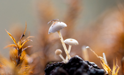 <i class='fa fa-user'></i> David |  Muizenstaartzwam  <i class='fa fa-eye'> 31</i>   <i class='fa fa-comment-o'> 1</i>