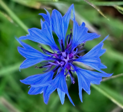 <i class='fa fa-user'></i> guidomwm |  Korenbloem  <i class='fa fa-eye'> 22</i>   <i class='fa fa-comment-o'> 6</i>