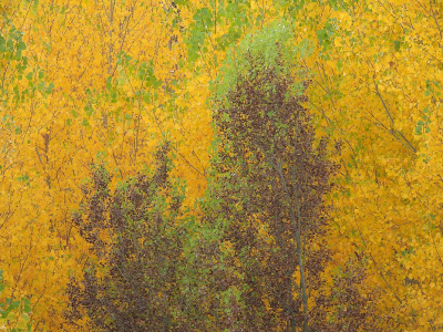 <i class='fa fa-user'></i> sieb |  Herfst  <i class='fa fa-eye'> 35</i>  <i class='fa fa-thumbs-up'> 1</i>   <i class='fa fa-comment-o'> 3</i>