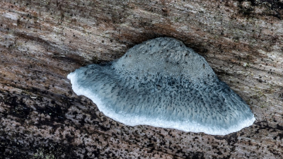 <i class='fa fa-user'></i> Johan van Gurp |  Blauwe Kaaszwam  <i class='fa fa-eye'> 16</i>   <i class='fa fa-comment-o'> 1</i>