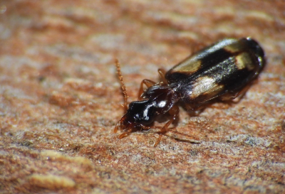 <i class='fa fa-user'></i> Jovanzo |  Breedkopschorsloper  <i class='fa fa-eye'> 40</i>  <i class='fa fa-thumbs-up'> 2</i>   <i class='fa fa-comment-o'> 5</i>